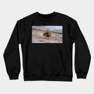 Female Mallard Duck On a Beach Crewneck Sweatshirt